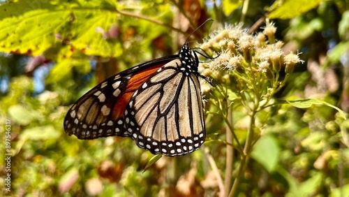 Monarch Butterfly on Milkweed 