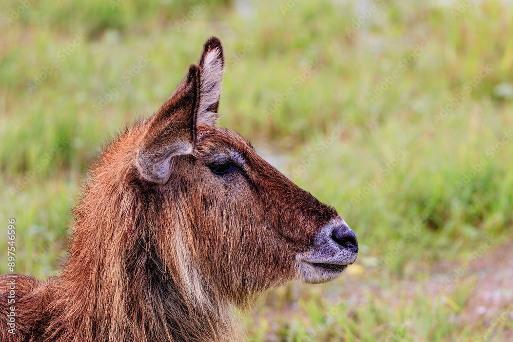 Fototapeta premium Ellipse waterbuck portrait