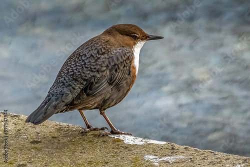 cincle plongeur photo