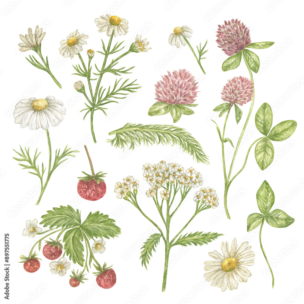 A set of wild plants (chamomile, yarrow, clover, strawberry). Watercolor illustration of useful plants, tea herbs. Package print, wrapping paper, postcard, poster.