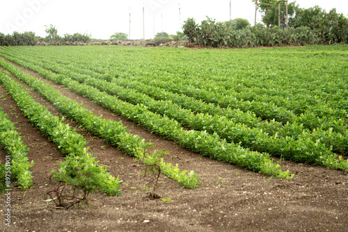 Lush Peanut Farms: Rich Natural Resources Below Overcast Skies, The captivating stock image exhibits lush groundnut plants extending over fertile farmland in a vibrant green color. photo