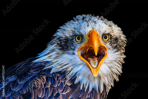 Portrait of a crying bald eagle
