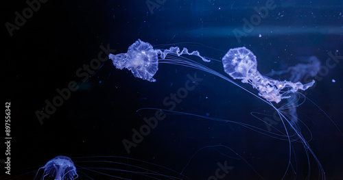 underwater photos of jellyfish chrysaora achlyos jellyfish black sea nettle photo