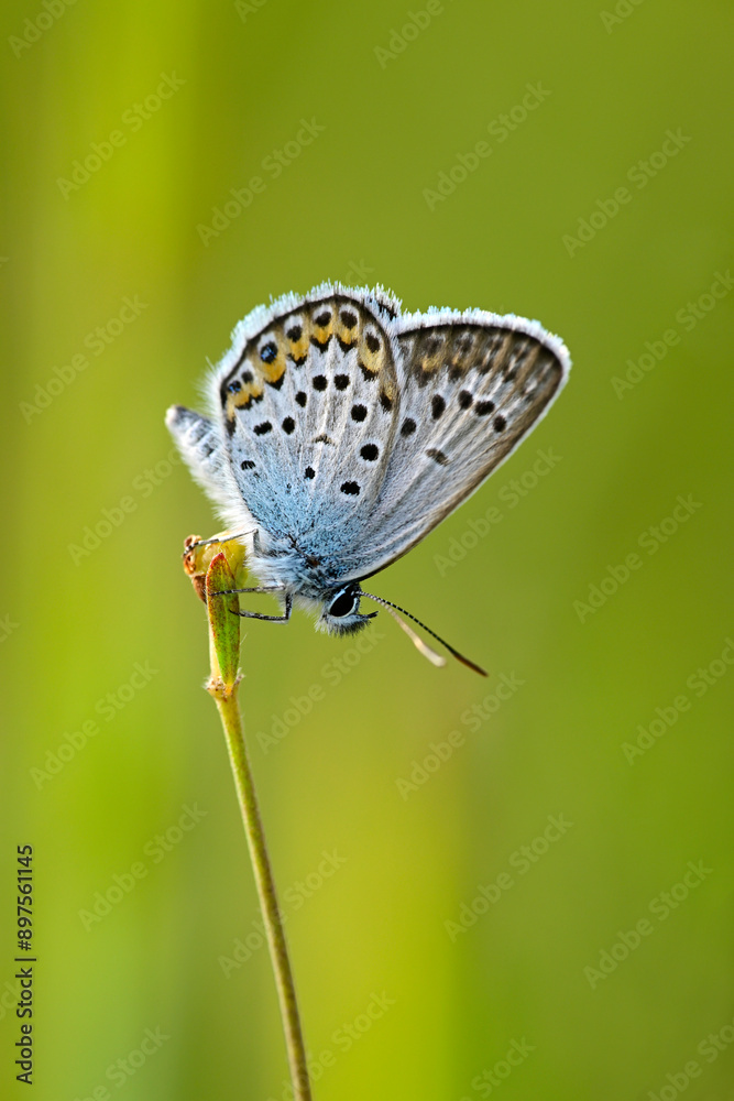 Fototapeta premium Argus-Bläuling, Geißklee-Bläuling // Silver-studded blue (Plebejus argus) - Pajiștile lui Suciu, Transsilvanien, Rumänien