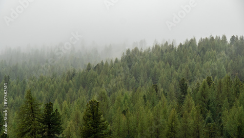 Enigmatic Alpine Forest: Spruce Trees Veiled in Soft Fog