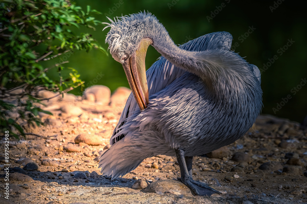 Obraz premium oiseaux