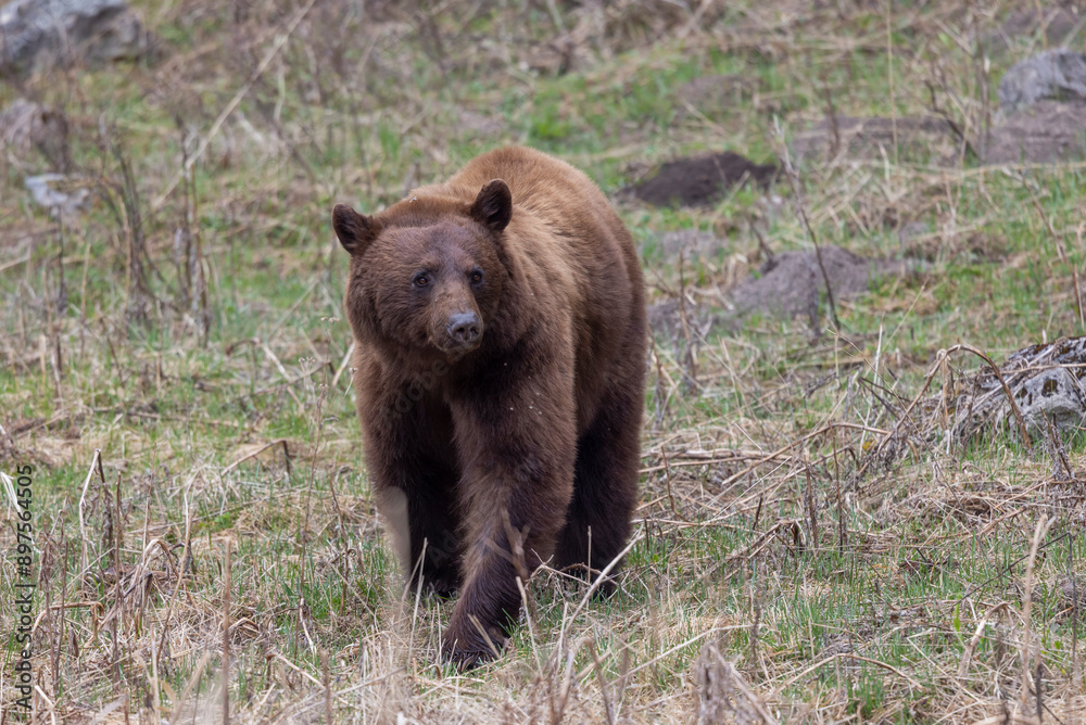 Black Bear in Yellowstone National Park Wyoming in Springtime Black Bear in Yellowstone National Park Wyoming in Springtime