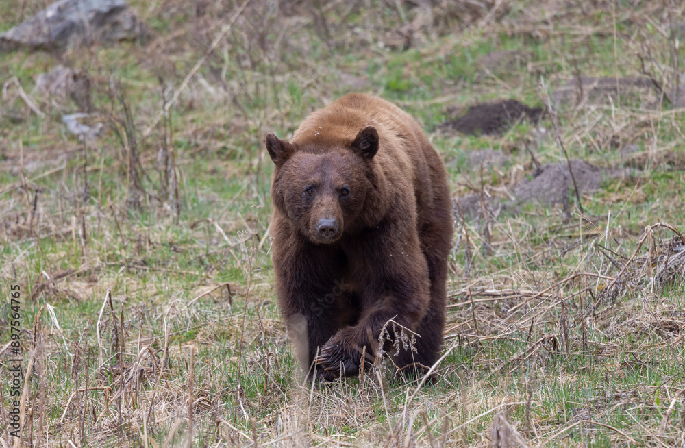 Black Bear in Yellowstone National Park Wyoming in Springtime Black Bear in Yellowstone National Park Wyoming in Springtime