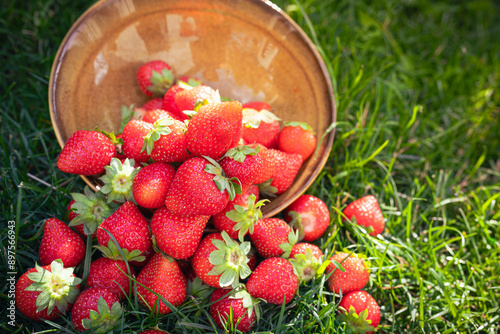 Fresh strawberries in green grass and setting sun photo