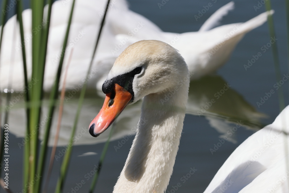 Obraz premium Swan head near a green plant close-up