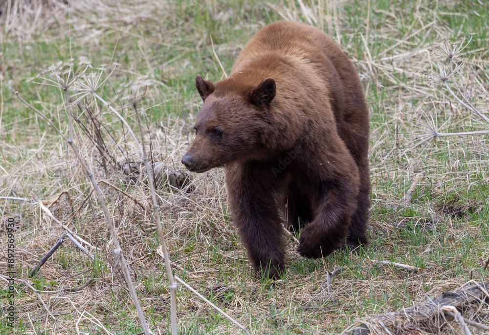 Black Bear in Yellowstone National Park Wyoming in Springtime Black Bear in Yellowstone National Park Wyoming in Springtime