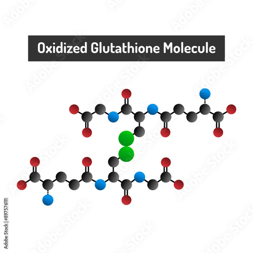 Oxidized Glutathione Molecule - Role in Cellular Redox Balance and Antioxidant Defense.