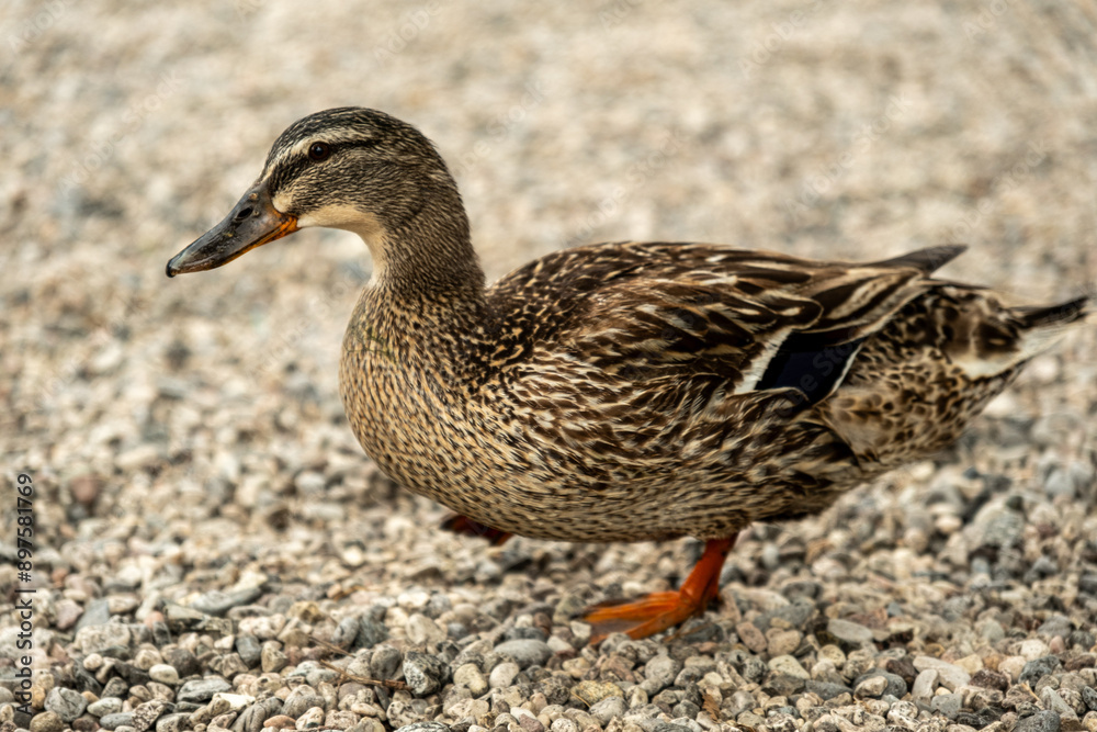 Brown Duck Relaxing on the Tranquil Coast of Riva del Garda Brown Duck Relaxing on the Tranquil Coast of Riva del Garda