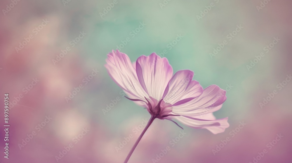 A delicate cosmo flower in full bloom A delicate cosmo flower in full bloom