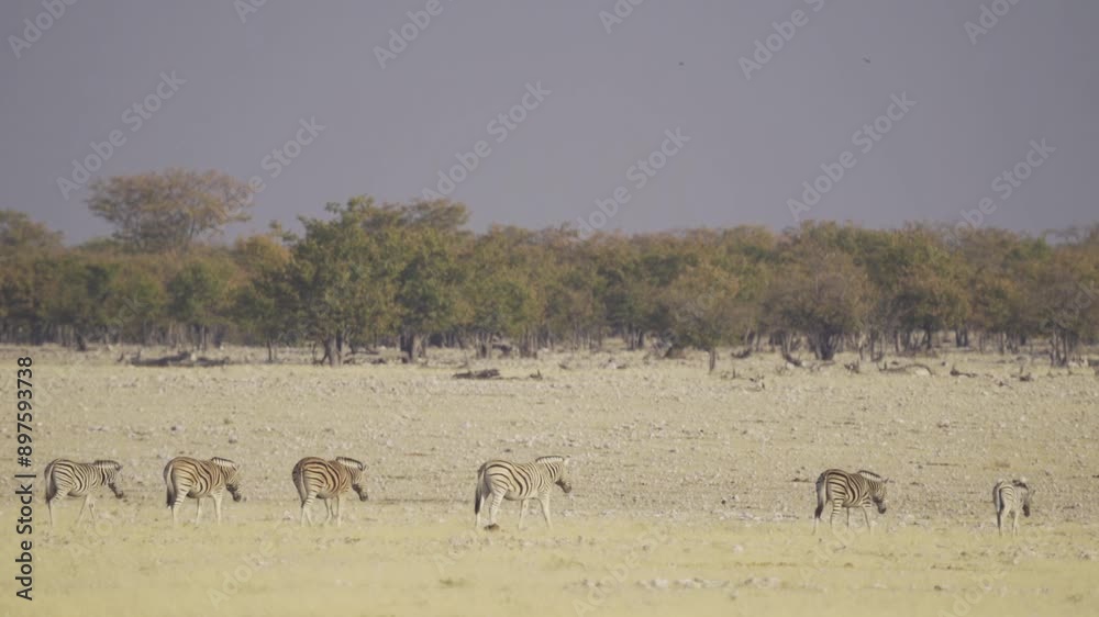 Zebra. Wildlife animal in forest field in safari conservative national park in Namibia, South Africa. Natural landscape background. Zebra. Wildlife animal in forest field in safari conservative national park in Namibia, South Africa. Natural landscape background.