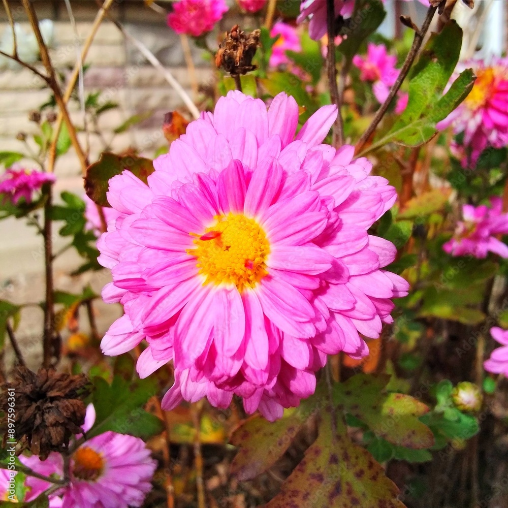 Fototapeta premium pink and yellow dahlia
