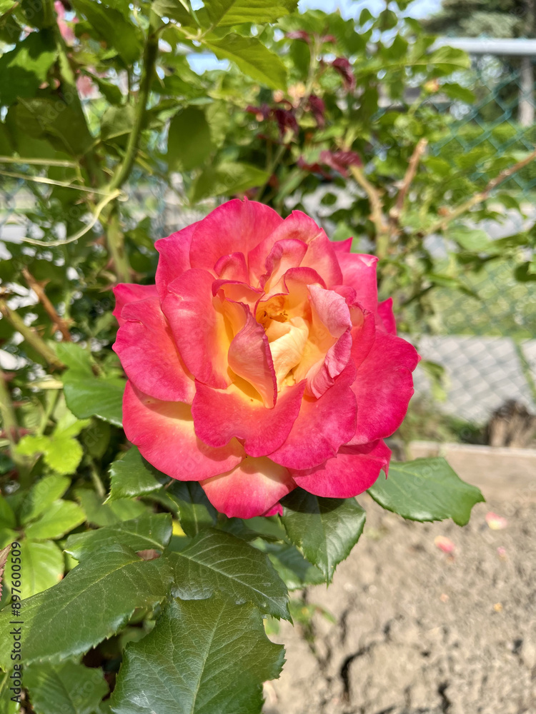 Fototapeta premium pink rose in garden