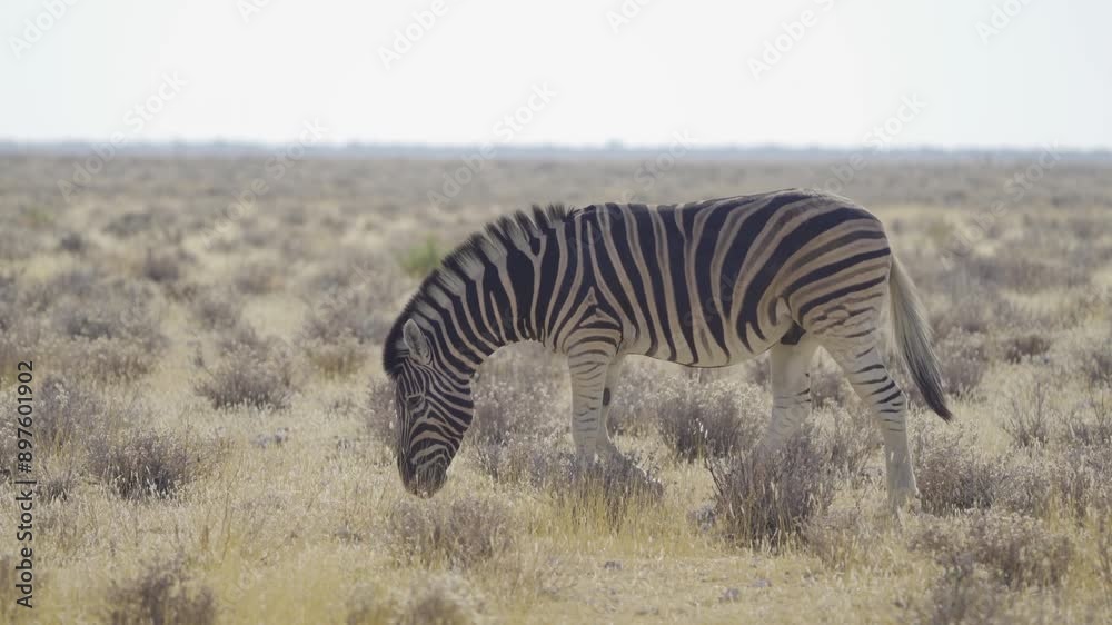 Zebra. Wildlife animal in forest field in safari conservative national park in Namibia, South Africa. Natural landscape background. Zebra. Wildlife animal in forest field in safari conservative national park in Namibia, South Africa. Natural landscape background.