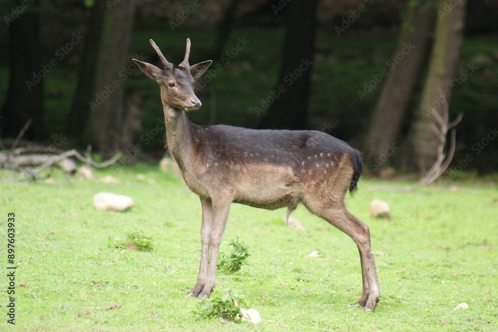 Fallow deer in a forest clearing Fallow deer in a forest clearing