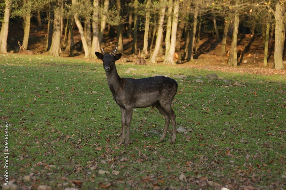 Fallow deer in a forest clearing Fallow deer in a forest clearing