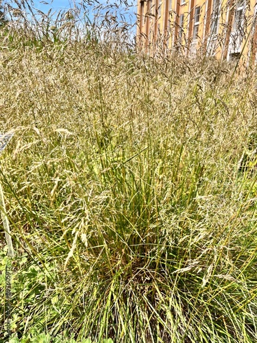 Deschampsia cespitosa Palava. a perennial cereal with thin spreading stems and creamy white inflorescences
in a summer garden. Floral background photo