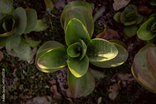 close up of a succulent plant in the garden
