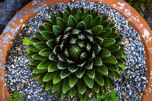 succulent plant in a garden