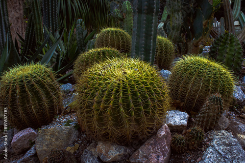 friar's crown cactus in the garden