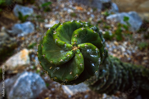 close-up of a spiral cactus