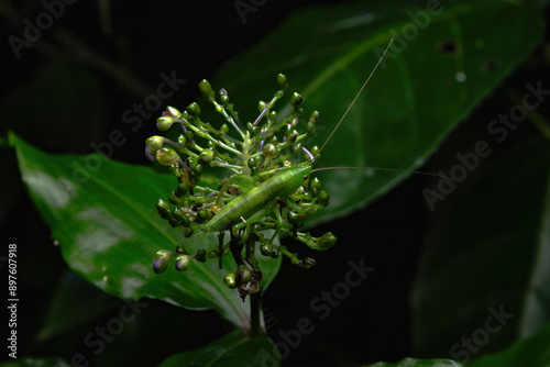Green katydid on inflorescence