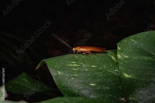Cockroach on a leaf