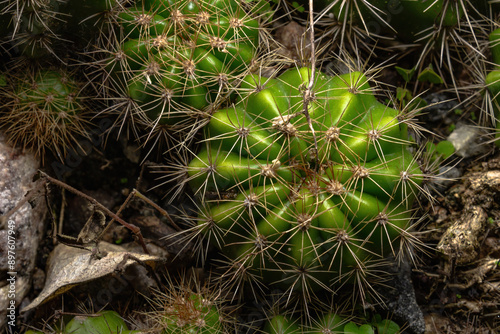 Cactus garden in close up