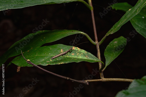 Brown ground mantis on a leaf at night.