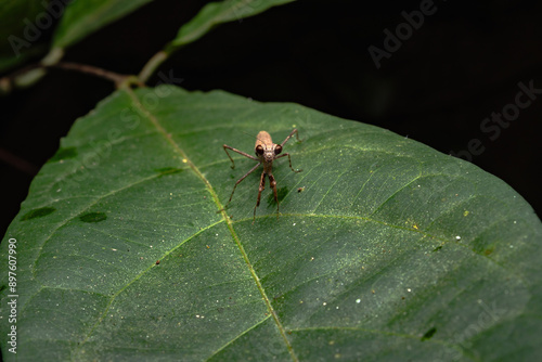 Ground mantis on a leaf
