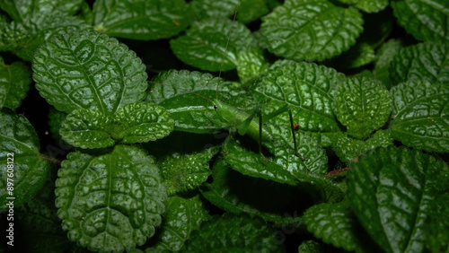 Grasshopper resting on a garden of mint plants.