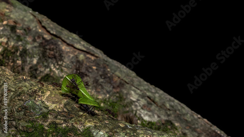 Carpenter ants carrying a piece of green leaf.