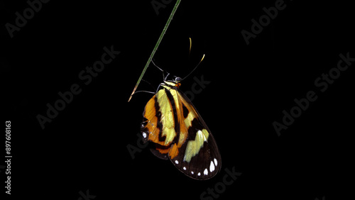 Orange and yellow butterfly perched on a spiny leaf at night.