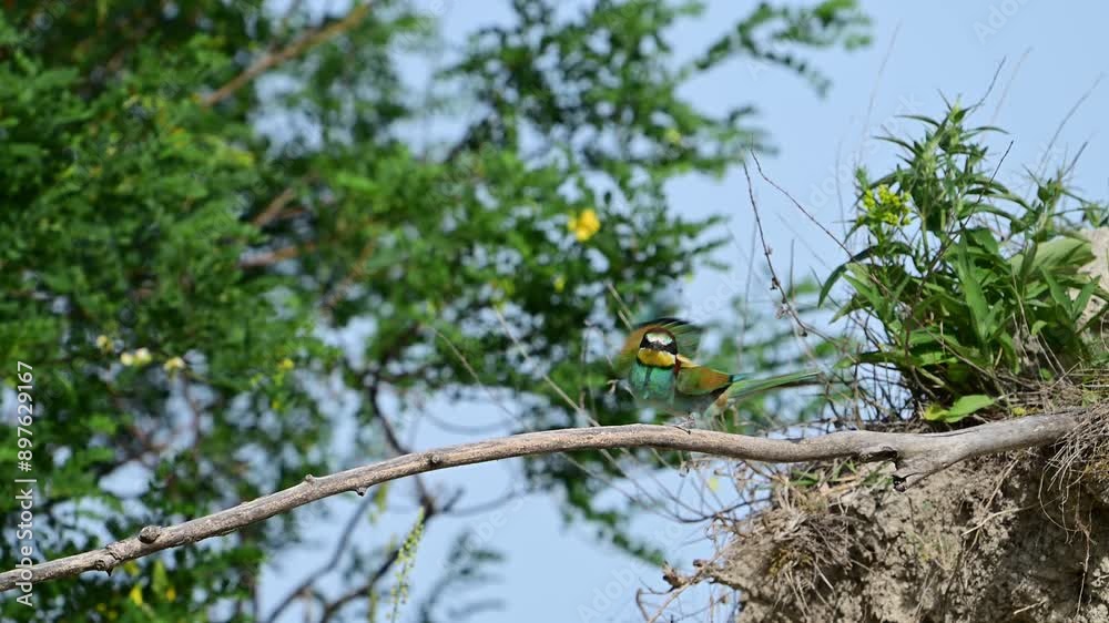 European bee-eater Merops apiaster. Two birds sits on a branch. Close up. Slow motion. Birds are fighting on a stick. European bee-eater Merops apiaster. Two birds sits on a branch. Close up. Slow motion. Birds are fighting on a stick.