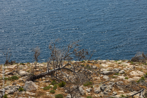 Seaside landscape with burnt trees after fire. Alyki area Thassos island Greece. Trees are already turning green in places. photo