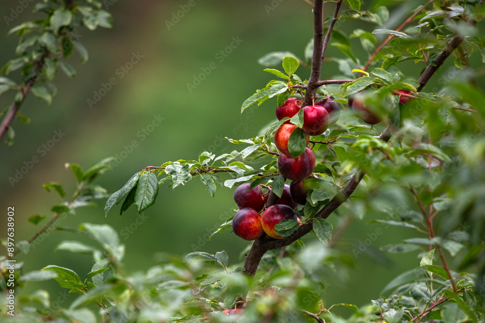 Red plum standing among green branches on a tree Red plum standing among green branches on a tree