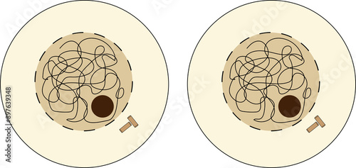 Fotografía 23-07-24 mitosis images
