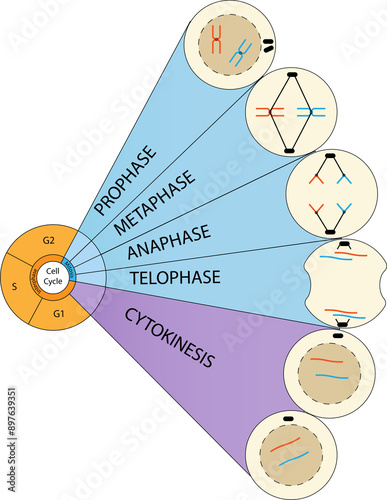Cell cycle graphs