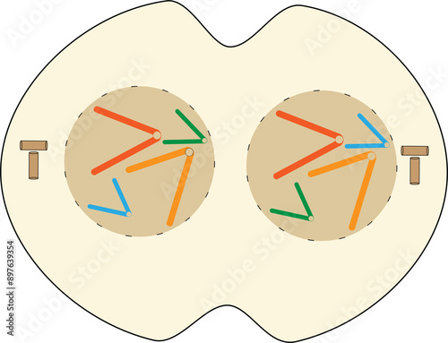 23-07-24 mitosis images