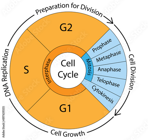 Cell cycle graphs photo