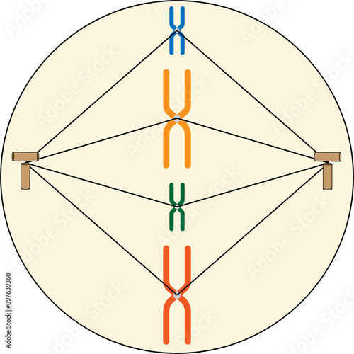 23-07-24 mitosis images