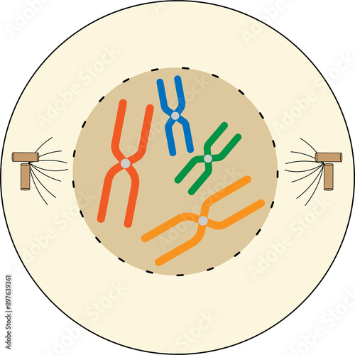 23-07-24 mitosis images