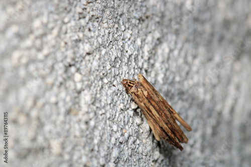 grass bagworm moth psyche casta photo