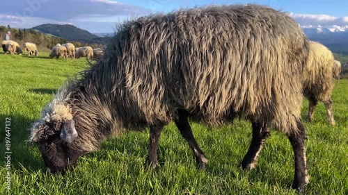 A sheep is nibbling on grass in front of a flock of sheep, with stunning views of snow-capped mountains in the background