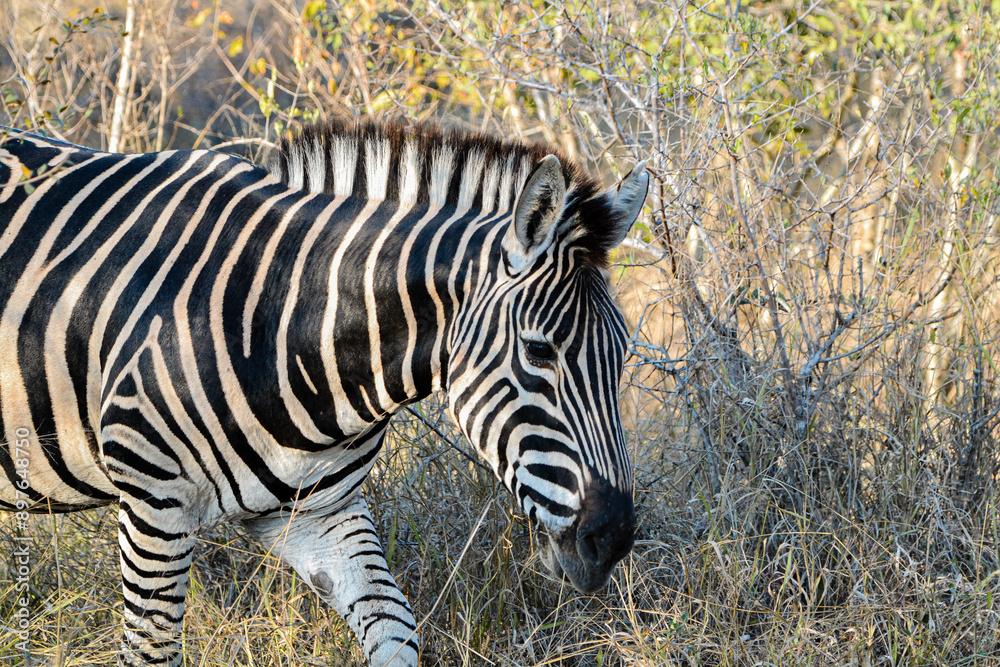 Beautiful black and white zebra seen in the wild on safari in Kenya Beautiful black and white zebra seen in the wild on safari in Kenya