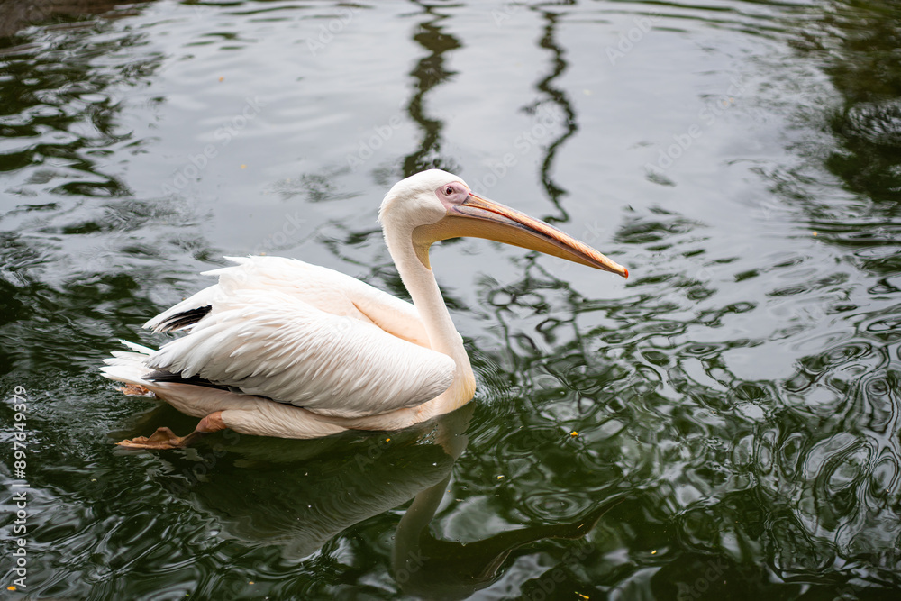 White pelican gliding on the surface of a pond, surrounded by rippling water. Captures the grace and beauty of this large water bird in its aquatic habitat. White pelican gliding on the surface of a pond, surrounded by rippling water. Captures the grace and beauty of this large water bird in its aquatic habitat.